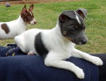 Photo Tenterfield Terrier