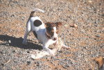 Photo Tenterfield Terrier
