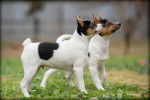 Photo Tenterfield Terrier