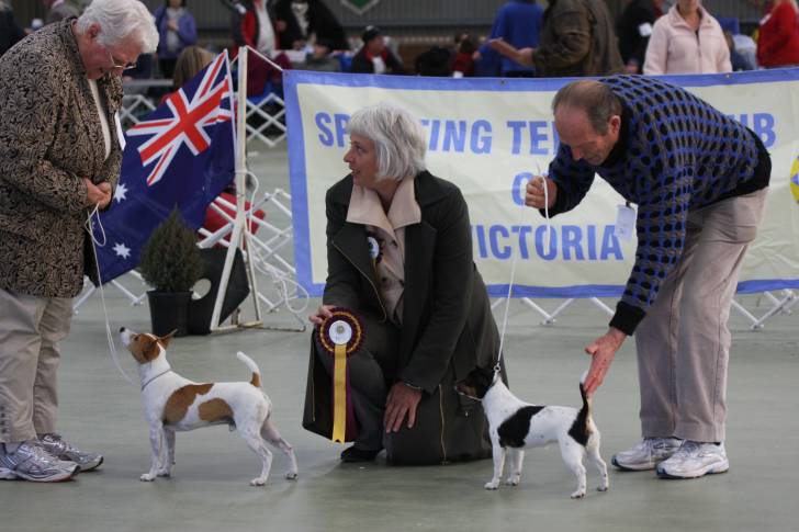 Photo Tenterfield Terrier