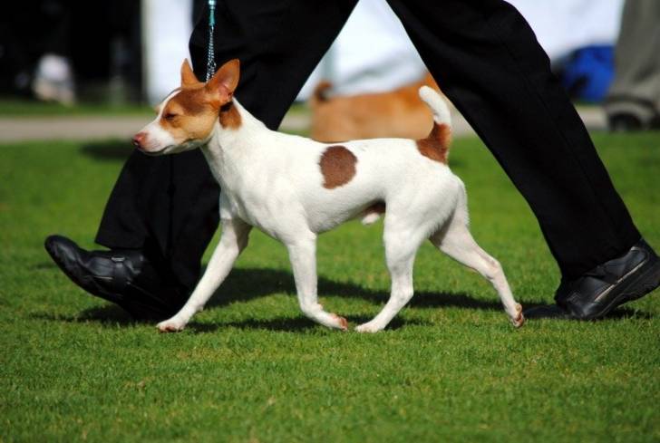 Chase - Tenterfield Terrier