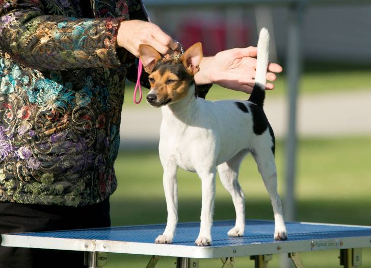 Cricket - Tenterfield Terrier