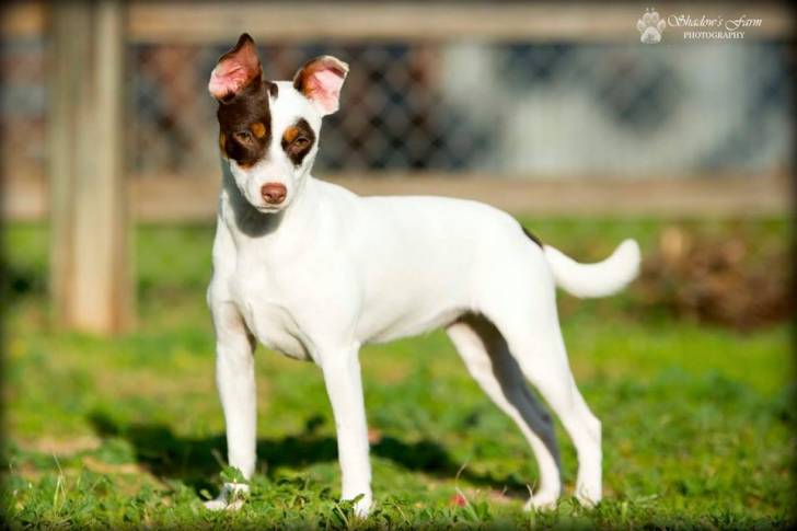Katie - Tenterfield Terrier
