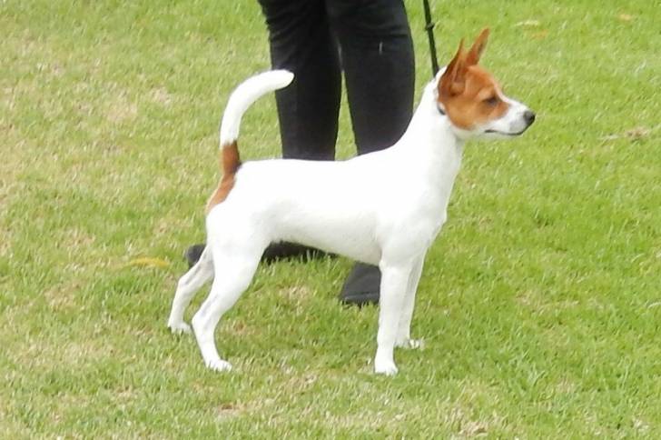 Roxie - Tenterfield Terrier