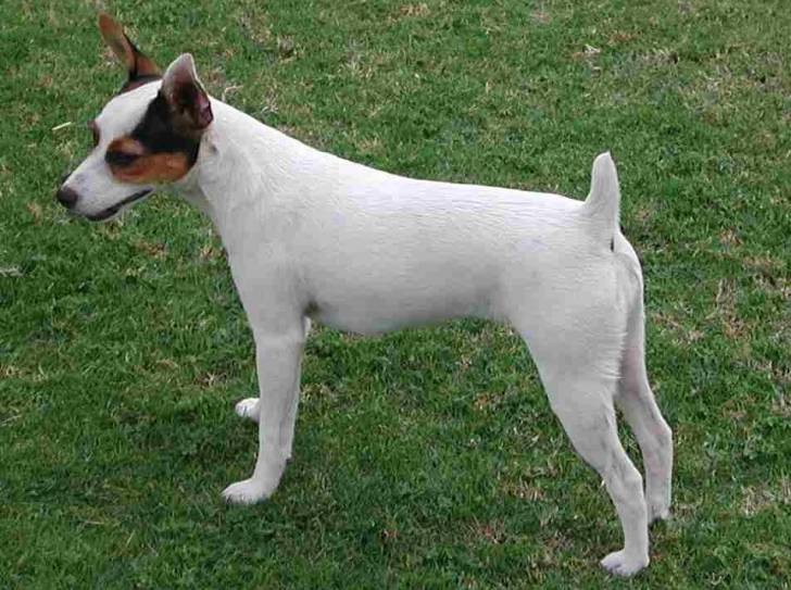 Snowy - Tenterfield Terrier