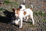 Chase - Tenterfield Terrier
