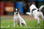Photo Tenterfield Terrier