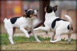 Photo Tenterfield Terrier
