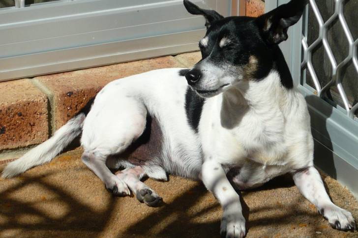 Photo Tenterfield Terrier