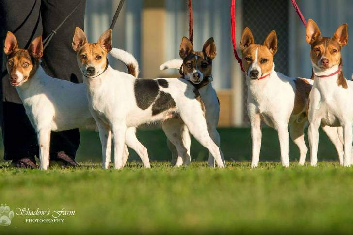 Photo Tenterfield Terrier
