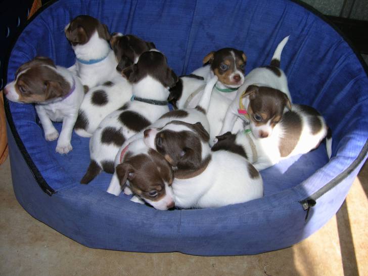 Photo Tenterfield Terrier