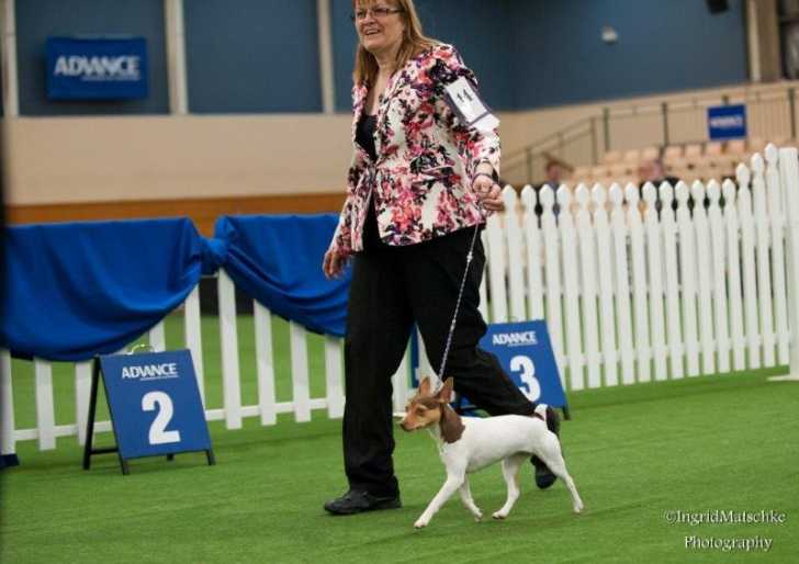 Piper - Tenterfield Terrier