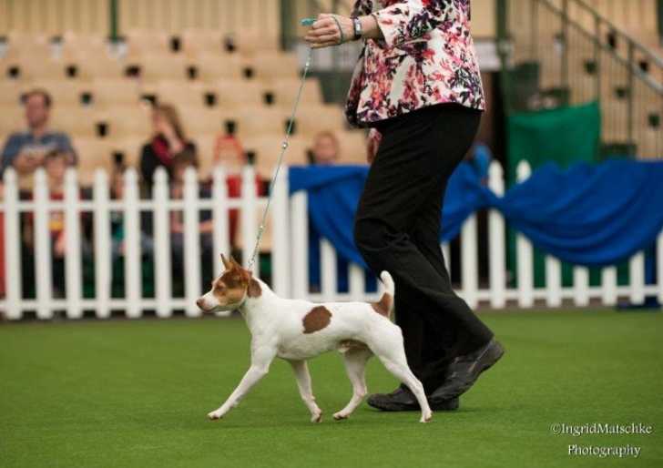 Chase - Tenterfield Terrier