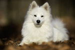 Photo Spitz Danois