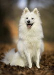Photo Spitz Danois