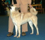 Photo H&auml;lleforshund