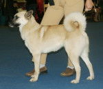 Photo H&auml;lleforshund