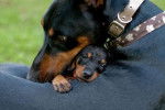 Une femelle Dobermann avec son chiot