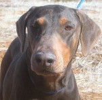 Kaïpie - Dobermann (9 mois)