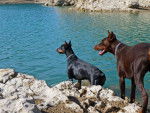 dana y elvis - Dobermann