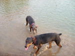 Luz y Sally - Dobermann (1 an)
