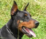 taison - Dobermann Mâle (6 mois)