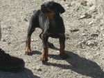 MI DOBERMAN - Dobermann Mâle (3 mois)
