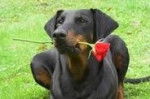 Doberman Negro y Fuego - Dobermann (3 ans)