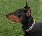maya - Dobermann (1 mois)