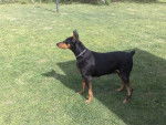 Wave - Dobermann (5 ans)