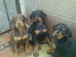 Isabella,Denny And Edward - Dobermann (3 mois)