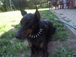 sultan - Dobermann Mâle (12 ans)