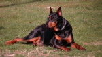 Buster - Dobermann Mâle (5 ans)