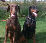 Glenn et Elka - Dobermann
