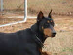 Chad - Dobermann Mâle (3 ans)