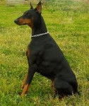Altesse - Dobermann