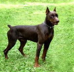 hurricane - Dobermann Mâle (2 ans)