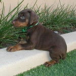 sharky - Dobermann Mâle (2 mois)