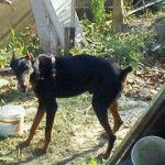 firu - Dobermann Mâle (1 an)