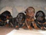 asia, nausy, raul - Dobermann Mâle (2 mois)