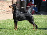 Scott - Dobermann Mâle (2 ans)