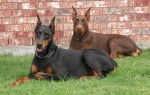 Scott y Jessi - Dobermann (3 ans)