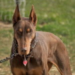 Jessi - Dobermann (3 ans)
