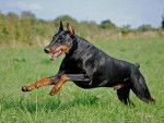 Scott - Dobermann Mâle (2 ans)