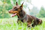 Jessi - Dobermann (3 ans)