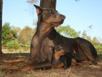 Jessi y Scott - Dobermann (1 an)