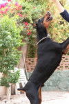Scott - Dobermann Mâle (2 ans)