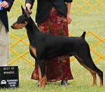Scott - Dobermann Mâle (2 ans)
