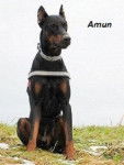 Amun - Dobermann Mâle (6 ans)