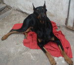 Dackota - Dobermann (3 ans)